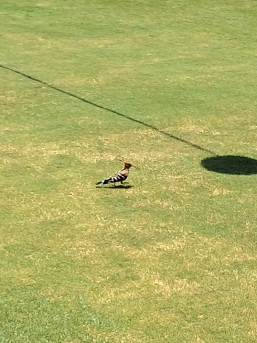 Common Hoopoe