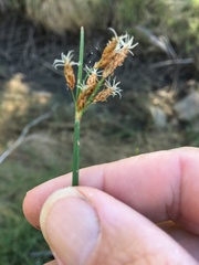 Fimbristylis ferruginea
