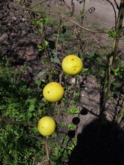 Solanum palinacanthum