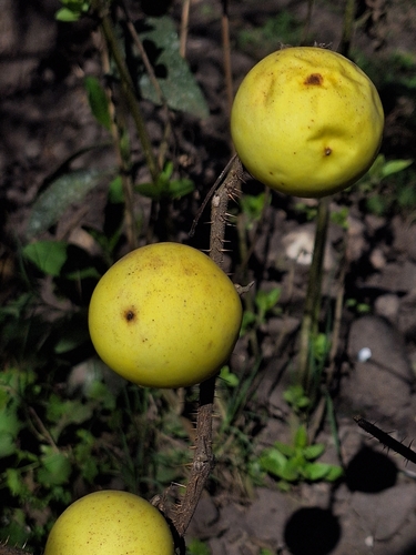 Solanum palinacanthum, photograph 2
