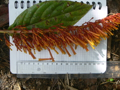 Palicourea sodiroi