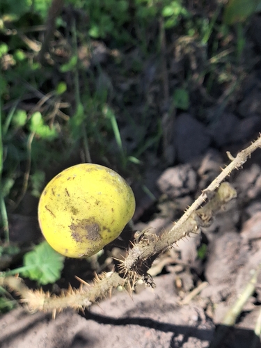 Solanum palinacanthum, photograph 3
