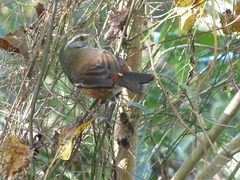 Microspingus cabanisi