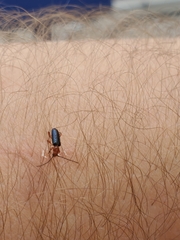Phymatodes