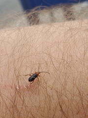 Phymatodes