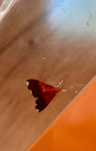 Bicolored Pyrausta Moth