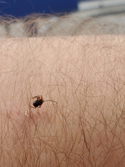 Phymatodes
