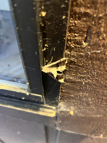 iNaturalist observation photo of Pero Moths
