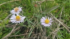 Symphyotrichum lentum