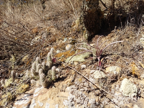 Austrocylindropuntia shaferi, photograph 1