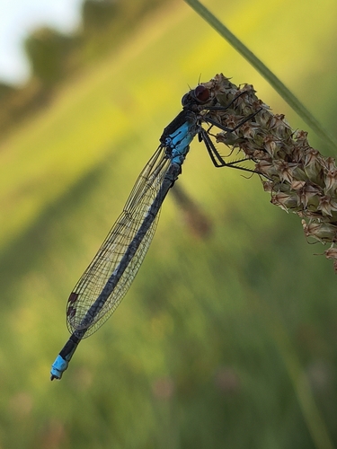 Red-eyed Damselfly