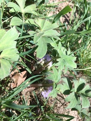 Hydrophyllum capitatum