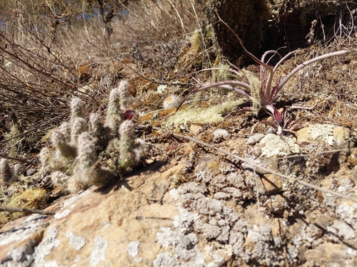 Austrocylindropuntia shaferi, photograph 2