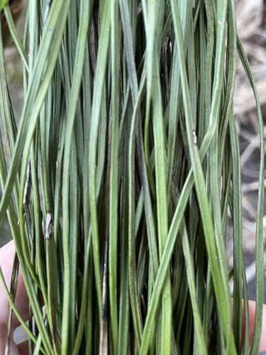 Vittaria lineata, photograph 5