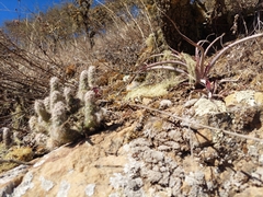 Austrocylindropuntia shaferi, photograph author not stated, no rights reserved