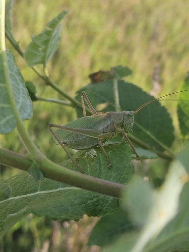 Upland Green Bush-cricket