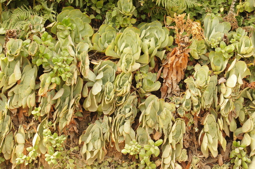 Aeonium cuneatum