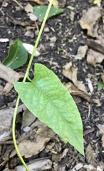Muehlenbeckia sagittifolia