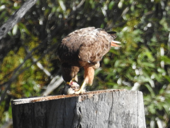 Buteo jamaicensis
