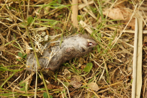 Gueldenstaedt's Shrew