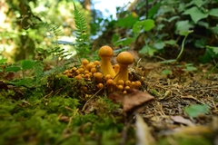 Gymnopilus