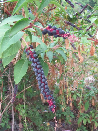 Mexican pokeweed (Phytolacca heterotepala)