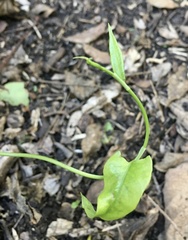 Muehlenbeckia sagittifolia