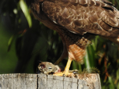 Buteo jamaicensis