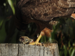 Buteo jamaicensis