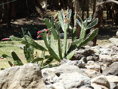 Opuntia auberi