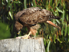 Buteo jamaicensis