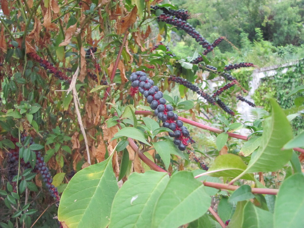 Phytolacca heterotepala; photograph (c) zebedeugalinha, some rights reserved (CC BY)