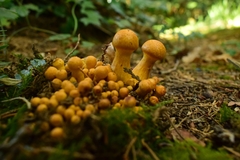 Gymnopilus