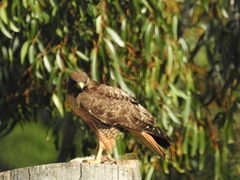 Buteo jamaicensis