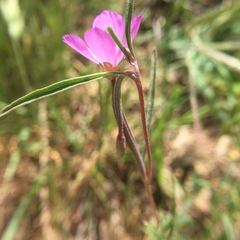 Clarkia gracilis gracilis