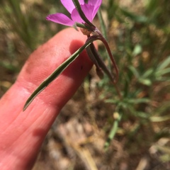 Clarkia gracilis gracilis