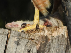 Buteo jamaicensis