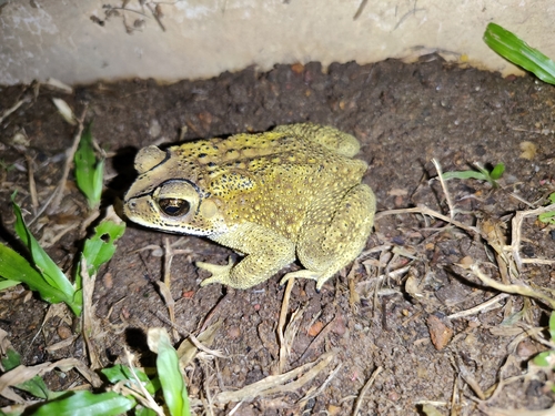 Asian Common Toad