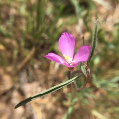 Clarkia gracilis gracilis