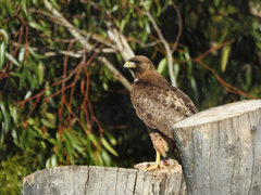 Buteo jamaicensis