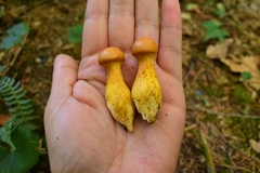 Gymnopilus