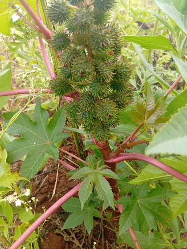 castor bean