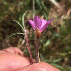 Clarkia gracilis gracilis