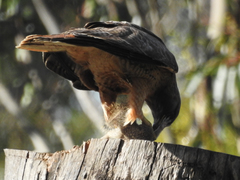 Buteo jamaicensis