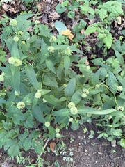 Pycnanthemum montanum