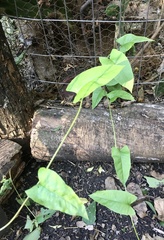 Muehlenbeckia sagittifolia