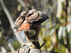 Buteo jamaicensis