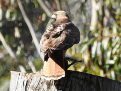 Buteo jamaicensis