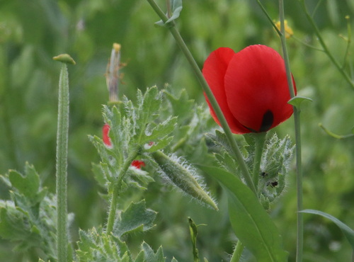 Glaucium corniculatum, photograph 3