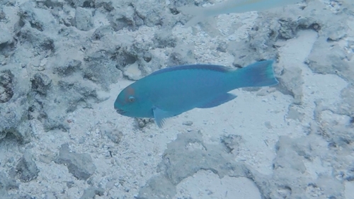 Chlorurus frontalis observed 2026-08-10